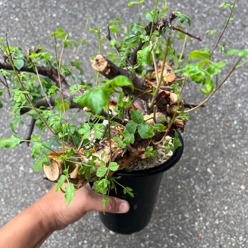 コミフォラ ボラネンシス | STELLA.PLANTS