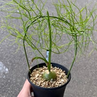 ボスウェリア　ポポビアナ2 Amazon.co.jp: NO3 サボテン 実生 Boswellia popoviana