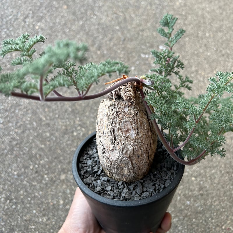 ペラルゴニウム トリステ | STELLA.PLANTS