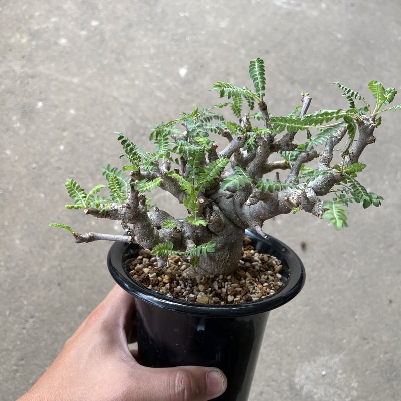 【実生】ボスウェリア ネグレクタ ボスウェリア・ネグレクタ 実生「Boswellia neglecta seedling