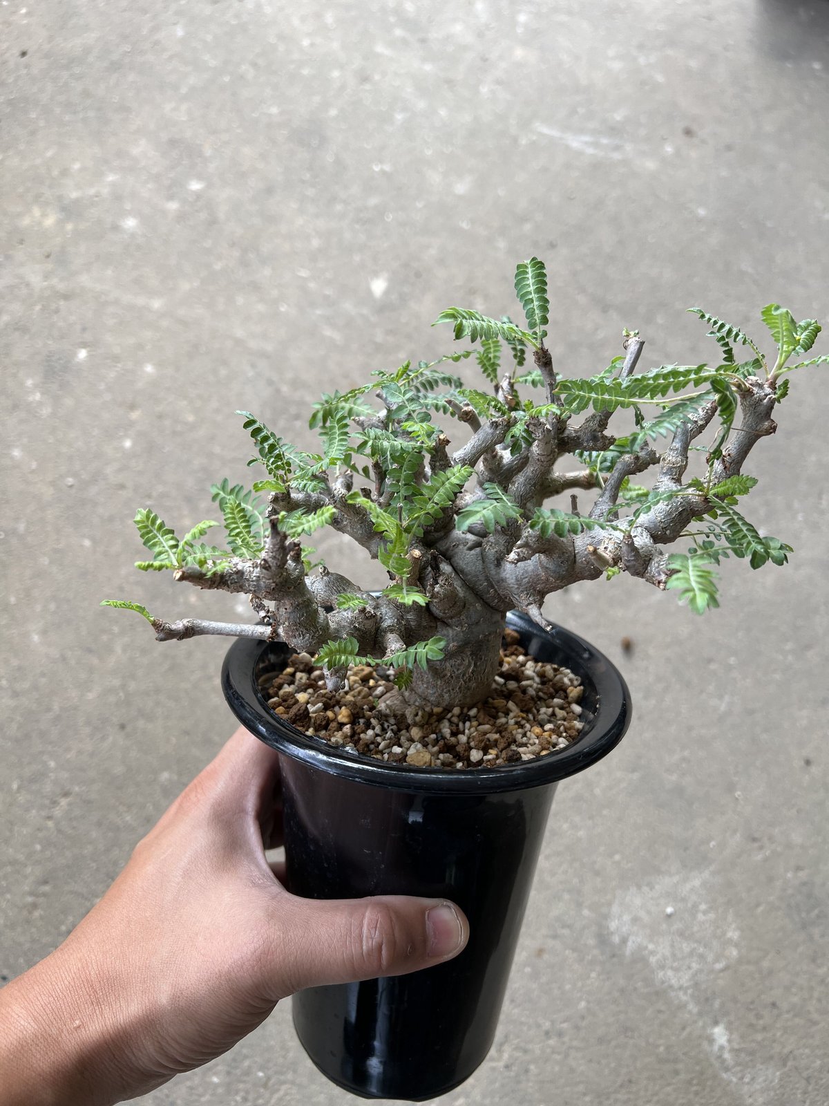 ボスウェリア　ネグレクタ ボスウェリア ネグレクタ | STELLA.PLANTS