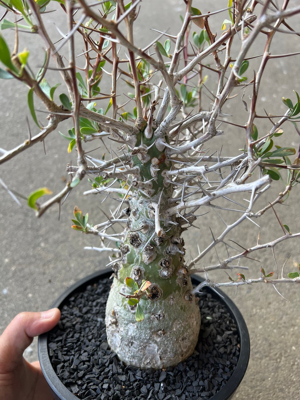 フォークイエリア コルムナリス 観峰玉 | STELLA.PLANTS