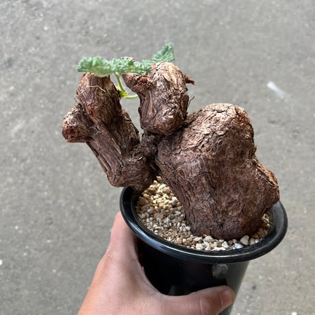CATEGORY アガベ | STELLA.PLANTS CATEGORY アガベ | STELLA.PLANTS