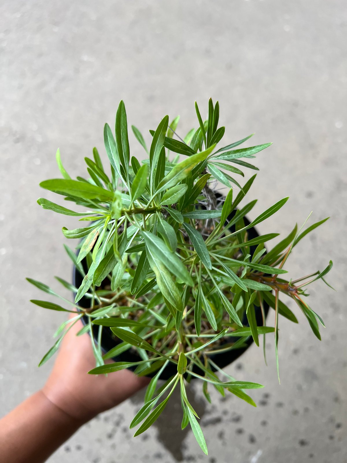 フォークイエリア プルプシー | STELLA.PLANTS