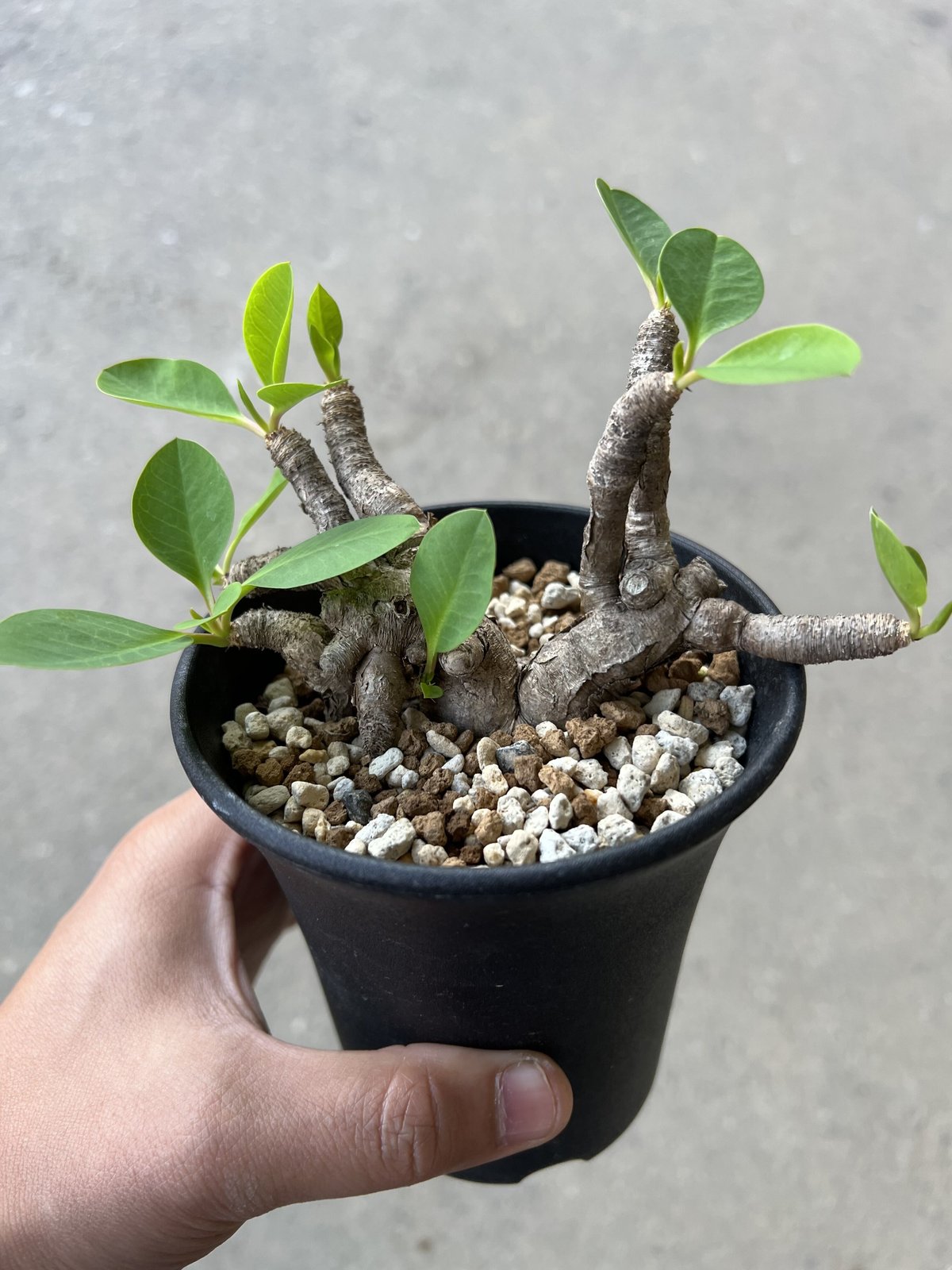 ユーフォルビア　イトレメンシス　現地球 ユーフォルビア イトレメンシス | STELLA.PLANTS