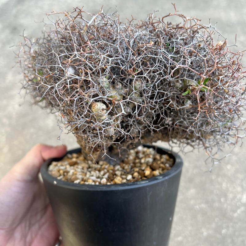 チレコドン レティキュラータス 万物想 | STELLA.PLANTS チレコドン レティキュラータス 万物想 | STELLA.PLANTS