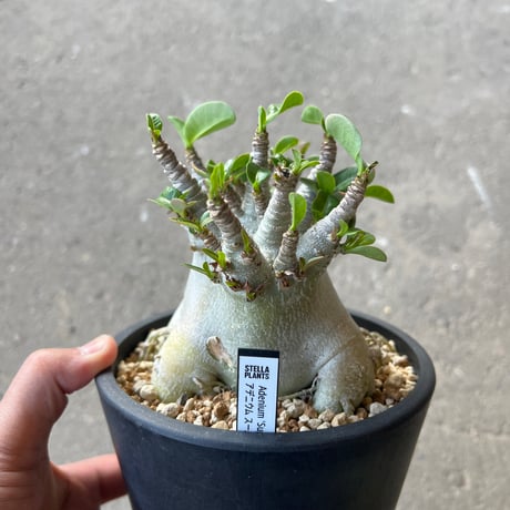 その他観葉植物 stella 観葉植物 シェフレラ（カポック） 6号 根あがり スタンダードポット その他観葉植物