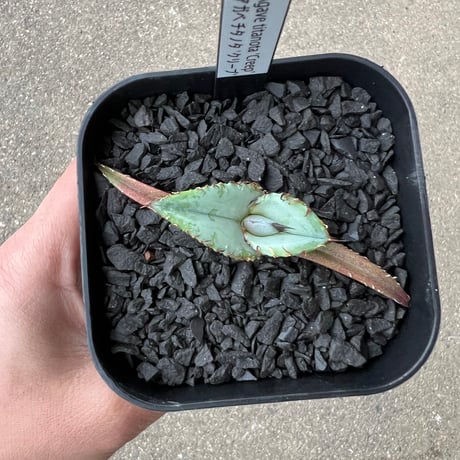 Agave titanota 'Creep'4