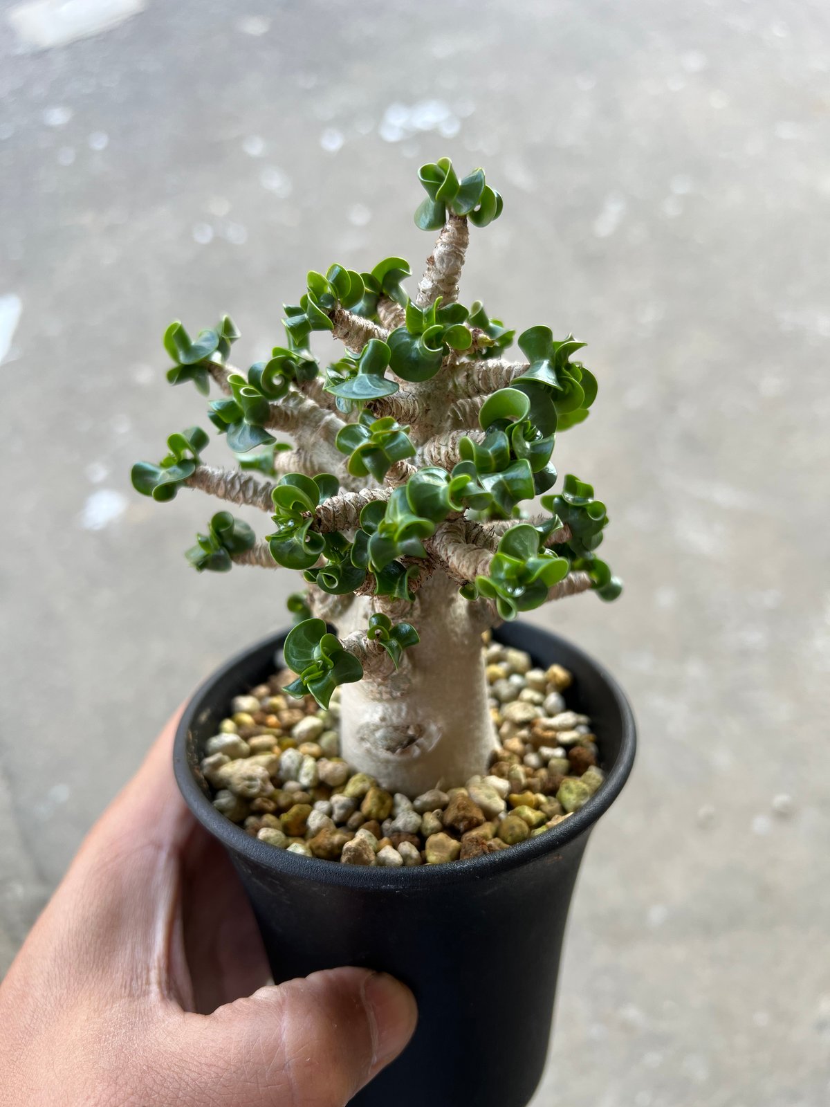 アデニウム　獅子葉　DHA アデニウム D.H.A 獅子葉 3 | STELLA.PLANTS