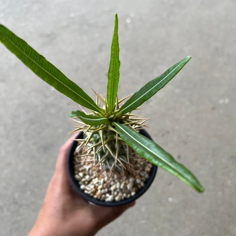 パキポディウム アンボンゲンセ | STELLA.PLANTS パキポディウム アンボンゲンセ | STELLA.PLANTS