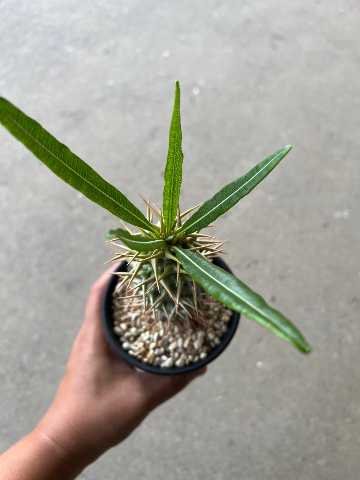 パキポディウム アンボンゲンセ | STELLA.PLANTS パキポディウム アンボンゲンセ | STELLA.PLANTS
