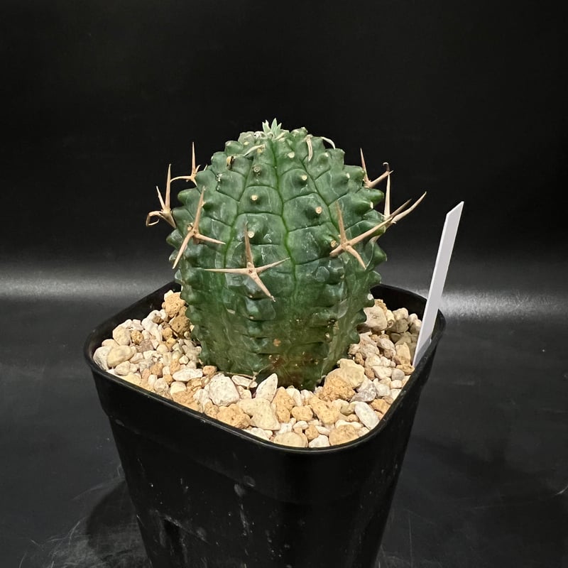 ユーフォルビア・群星冠 ステリスピナ 群生 ユーフォルビア ステリスピナ群星冠 | STELLA.PLANTS