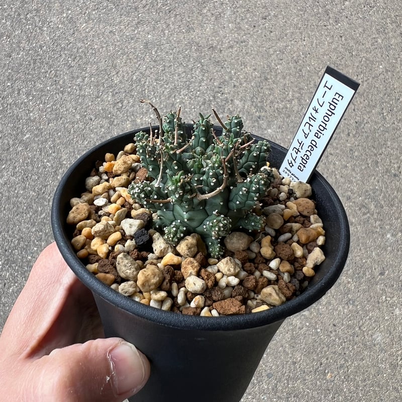ユーフォルビア デセプタ1 | STELLA.PLANTS