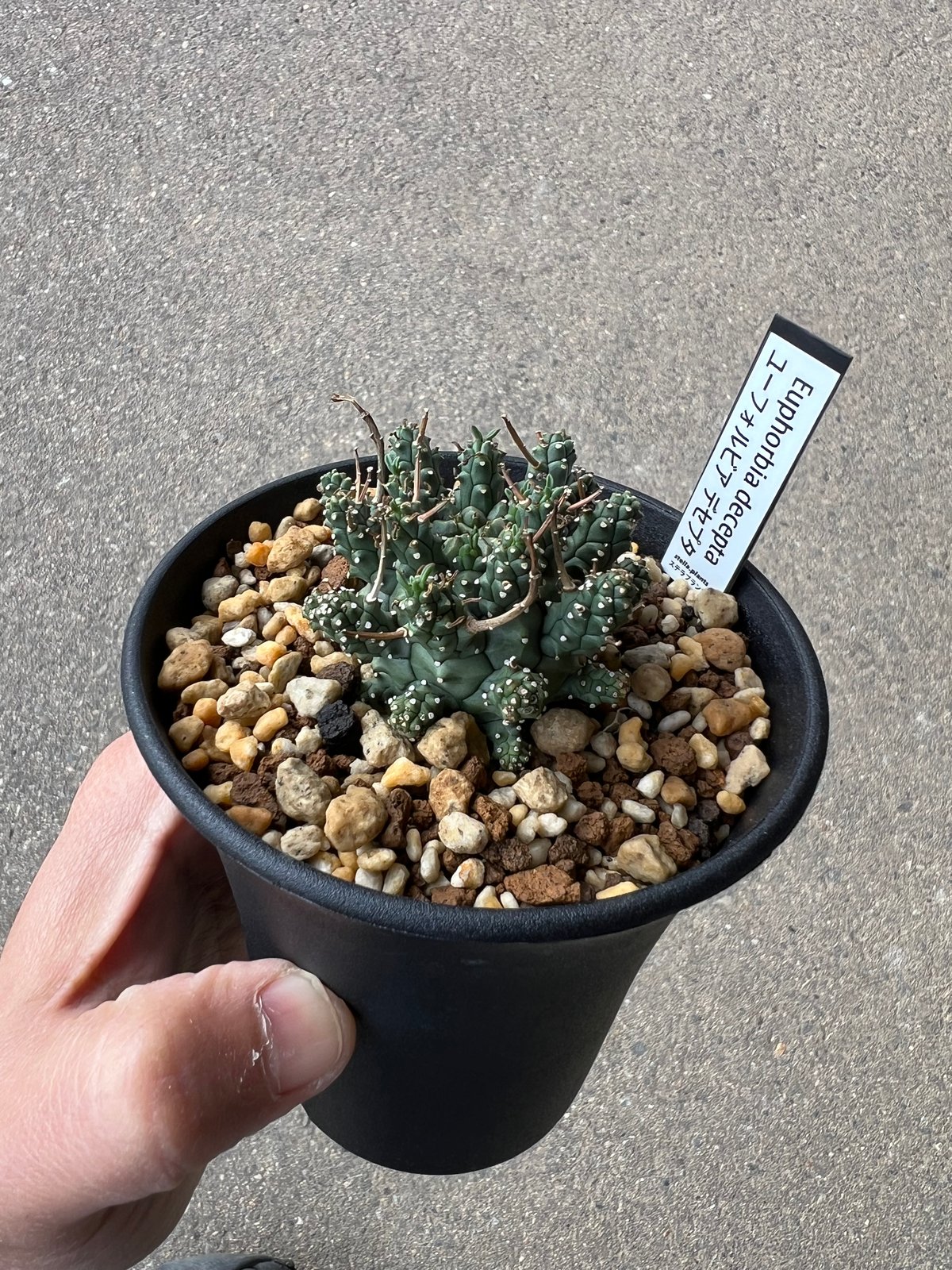 ユーフォルビア デセプタ1 | STELLA.PLANTS