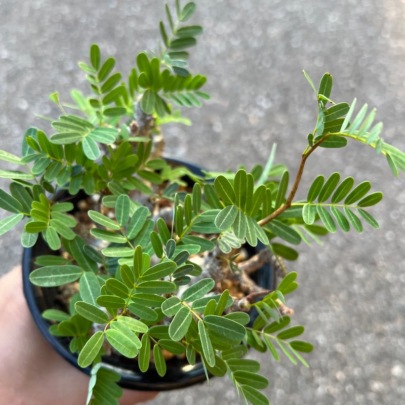 センナ メリディオナリス 実生 | STELLA.PLANTS センナ メリディオナリス 実生 | STELLA.PLANTS