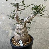 ドルステニア ジプソフィラ | STELLA.PLANTS ドルステニア ジプソフィラ | STELLA.PLANTS