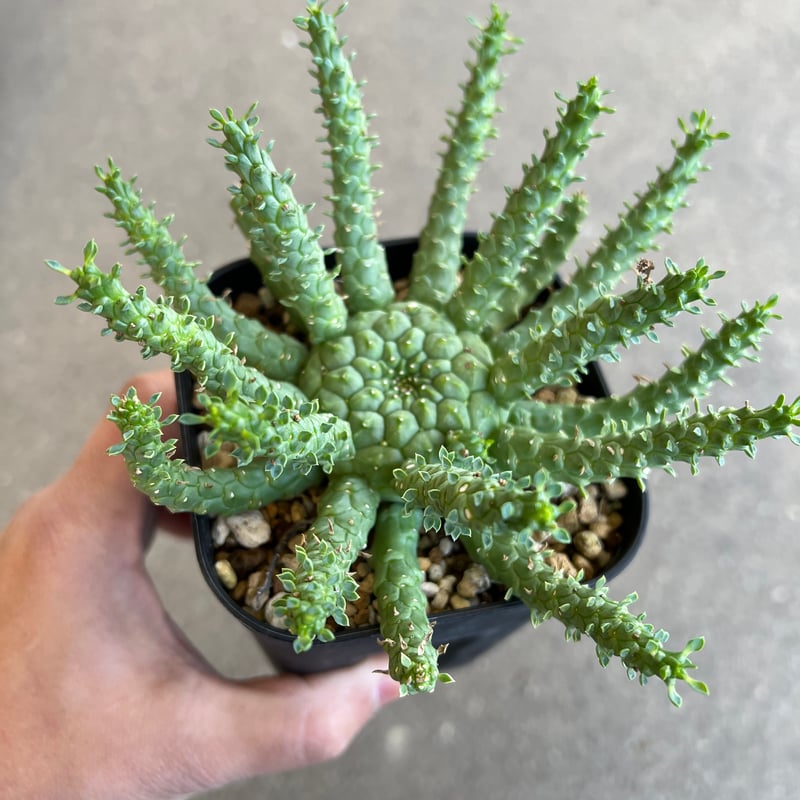 ユーフォルビア・ゴルゴニス（大） ユーフォルビア ゴルゴニス Euphorbia gorgonis No.3 | mana's