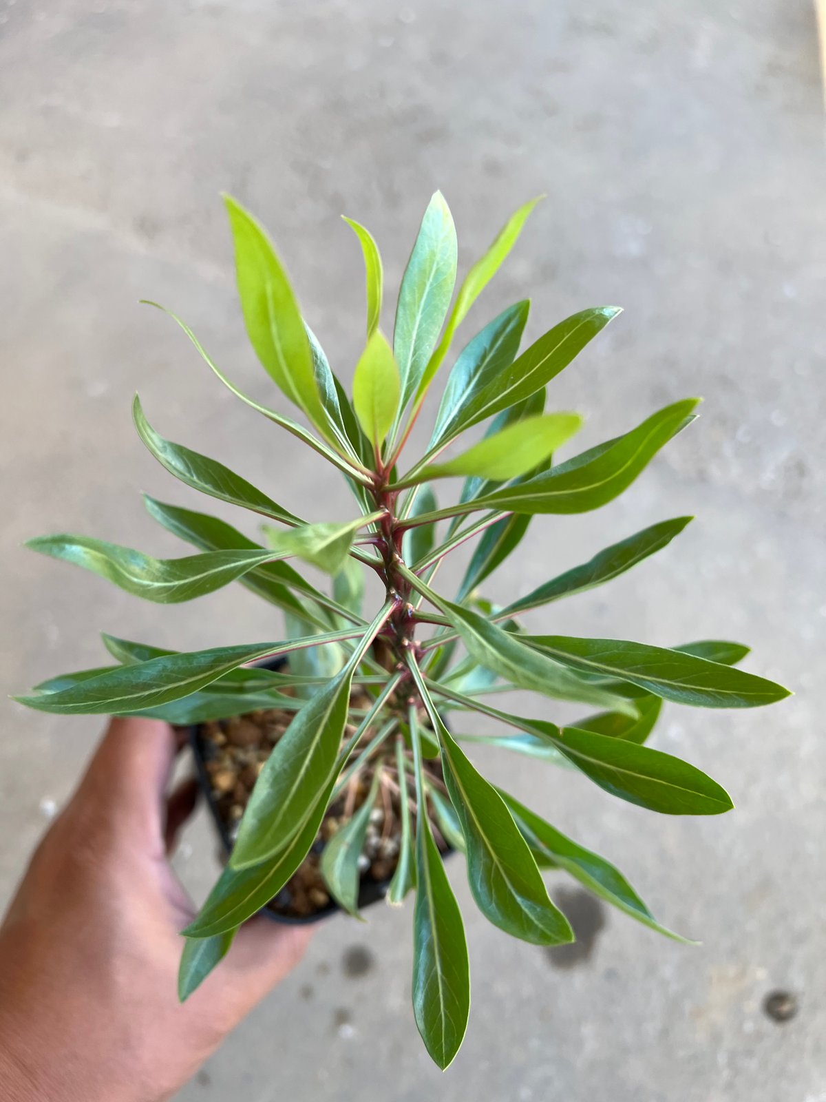 フォークイエリア プルプシー実生 | STELLA.PLANTS フォークイエリア プルプシー実生 | STELLA.PLANTS