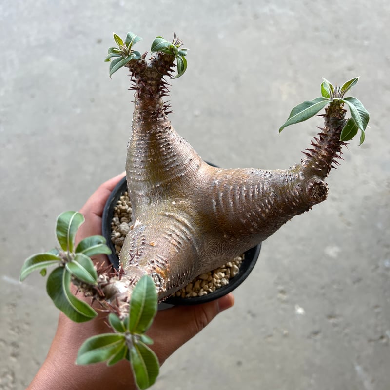 パキポディウム マカイエンセ 送料込み 【公式通販】