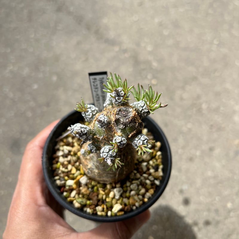 チレコドン ペアルソニー★抜き苗★ チレコドン ペアルソニー2 | STELLA.PLANTS