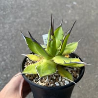 アガベ チタノタ '狼牙' | STELLA.PLANTS