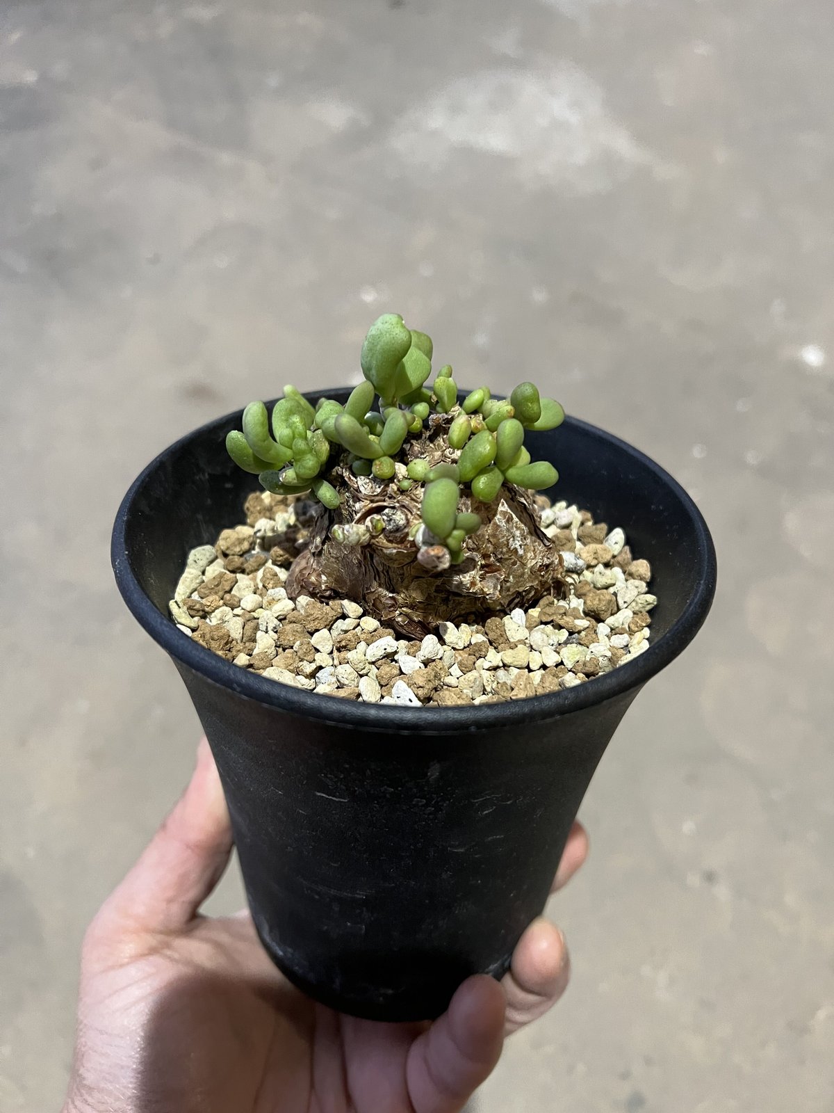 Ramat Planter #49 × 面映ゆかっ ケラリア ピグマエア