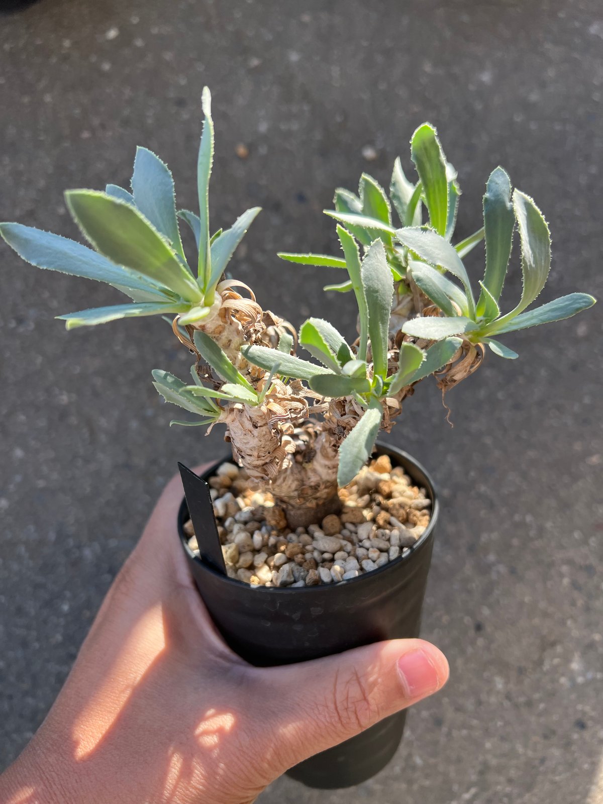 美株 オトンナ レピドカウリス 発根済 オトンナ レピドカウリス | STELLA.PLANTS