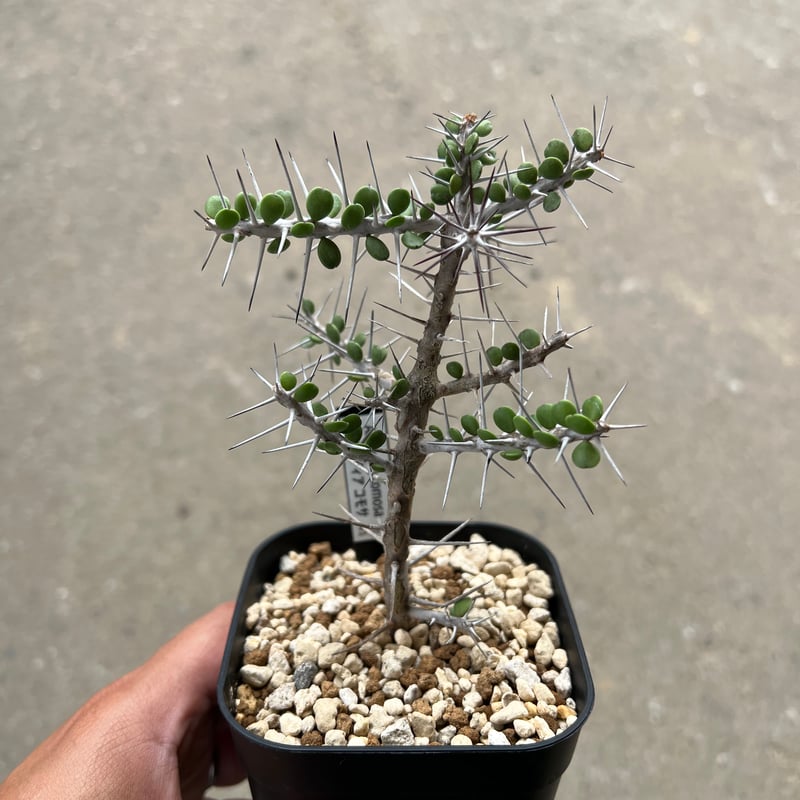 アローディア コモサ | STELLA.PLANTS アローディア コモサ 多肉 アローディア コモサ | STELLA.PLANTS アローディア コモサ 多肉