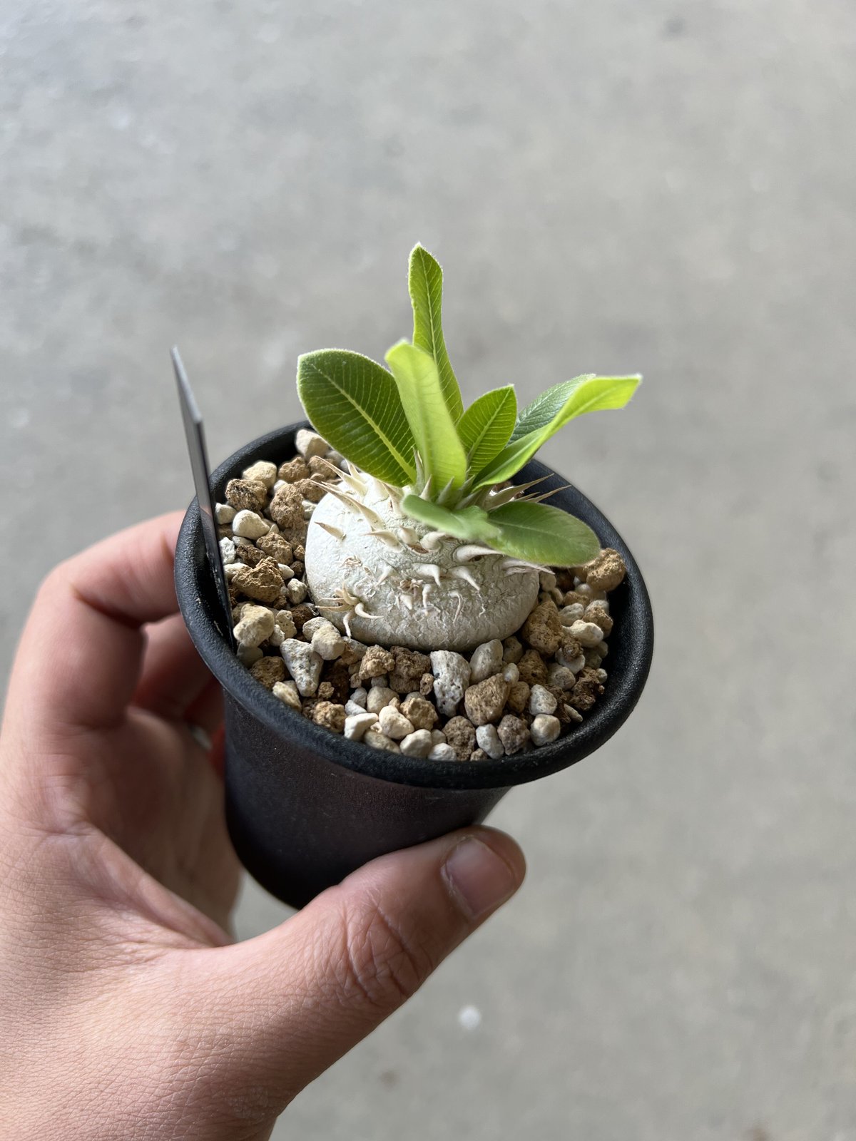 パキポディウム ブレビカウレ 恵比寿笑い | STELLA.PLANTS