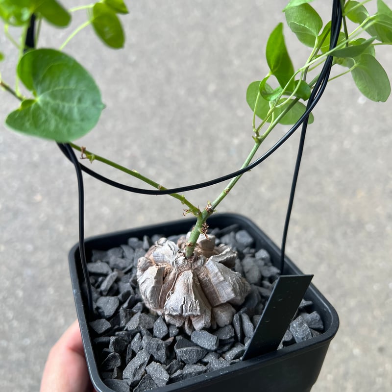 アフリカ亀甲竜 4 | STELLA.PLANTS