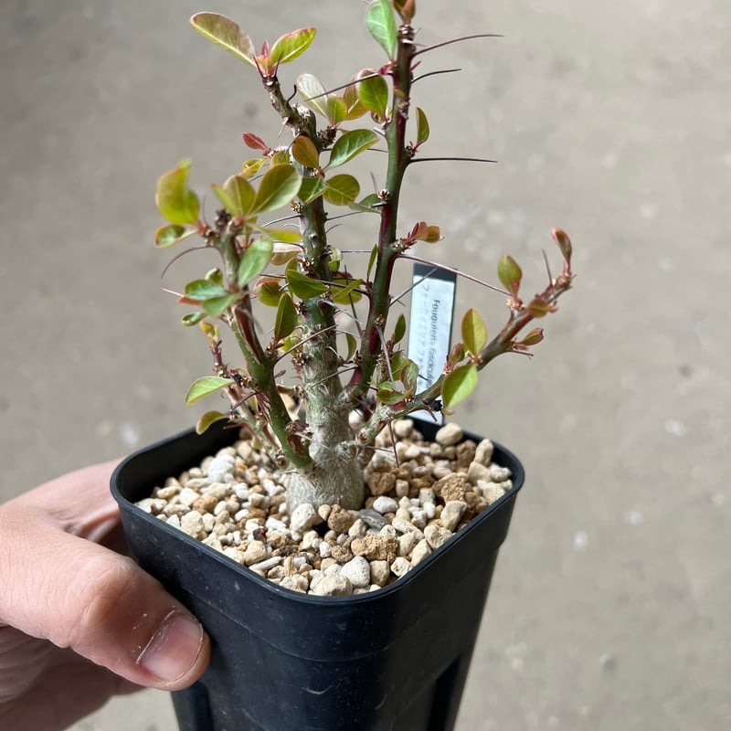 フォークイエリア ファシクラータ | STELLA.PLANTS フォークイエリア ファシクラータ | STELLA.PLANTS