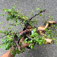 ユーフォルビア シミリラメア | STELLA.PLANTS