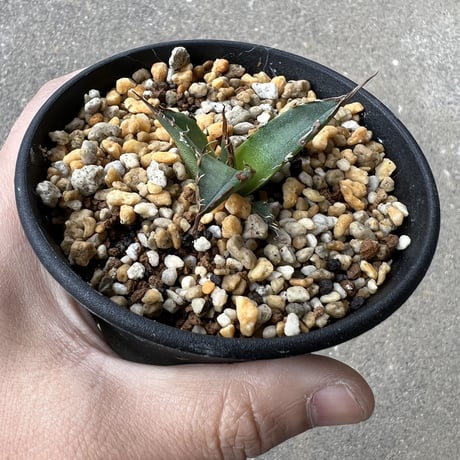 アガベ チタノタ 'シーザー'  子株