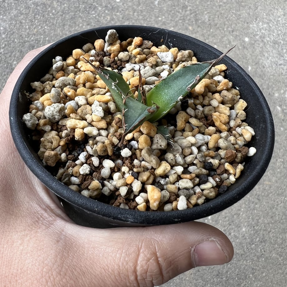 6386bf4af0bdc44b69082a44