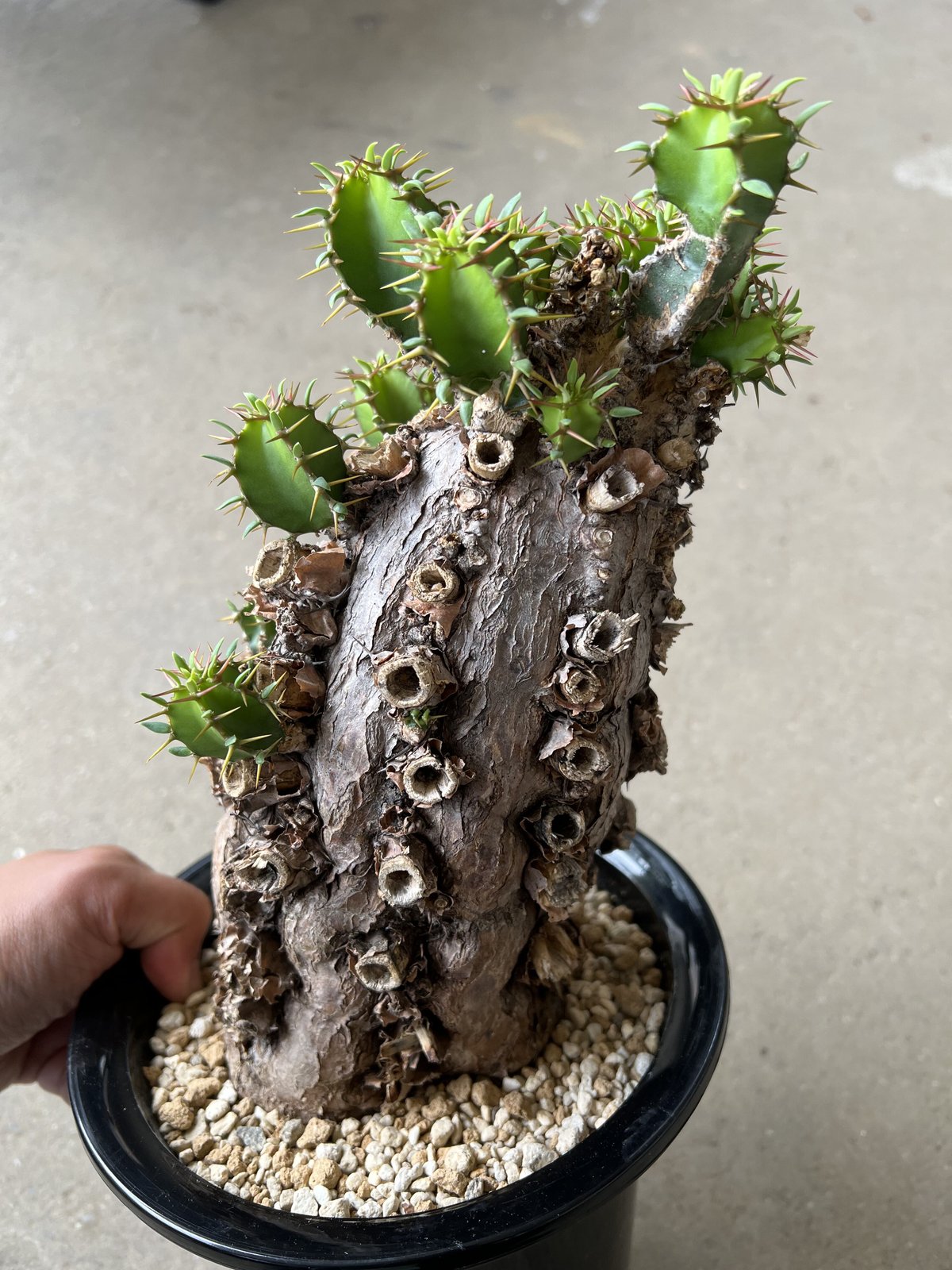 ユーフォルビア　ムランジーナ 発根済　約30cm 陶器鉢付き 観葉植物 ユーフォルビア ムランジーナ 【発根済み】HK2402406 (T