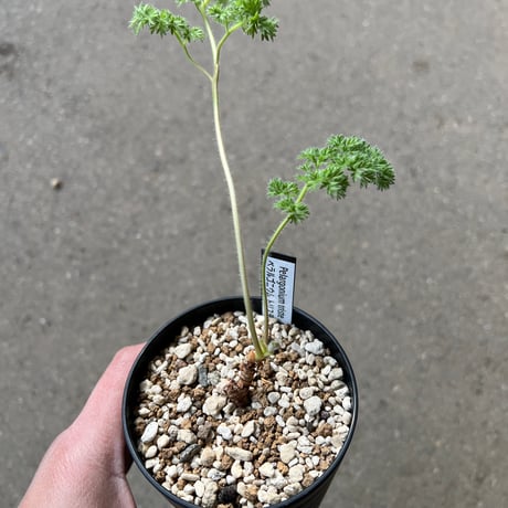 ペラルゴニウムトリステ | STORES