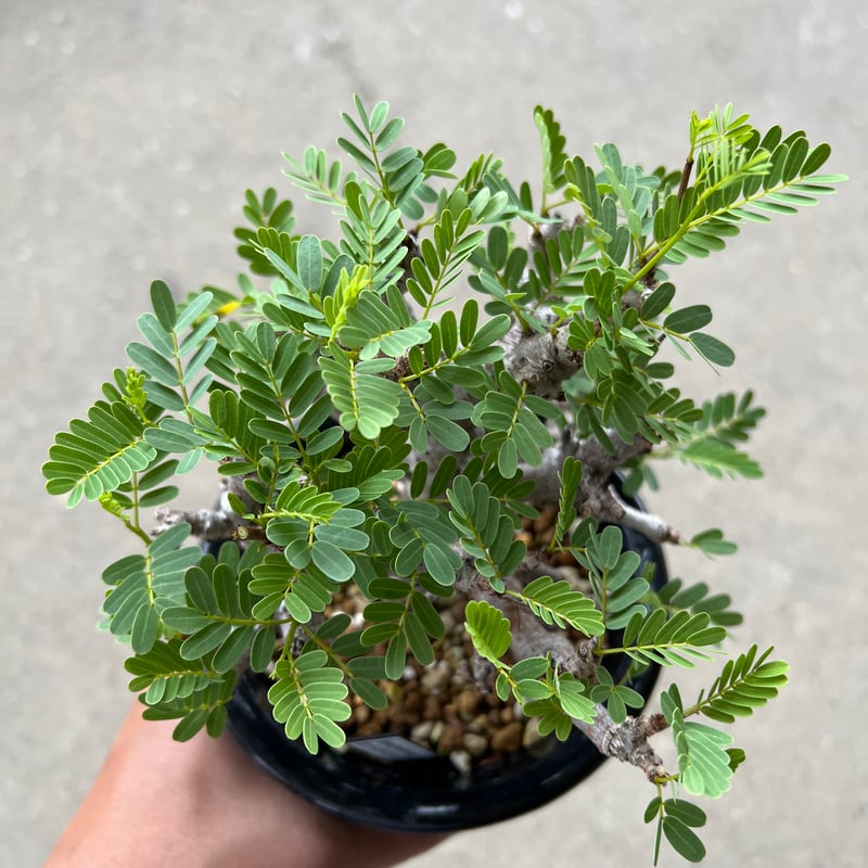 超話題新作 センナ メリディオナリス2 | STELLA.PLANTS 塊根植物 