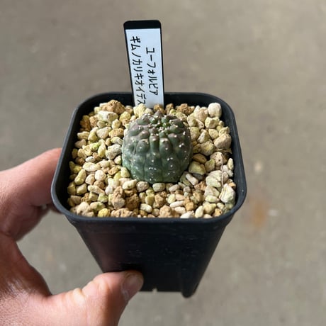 ユーフォルビア　ギムノカリキオイデス6