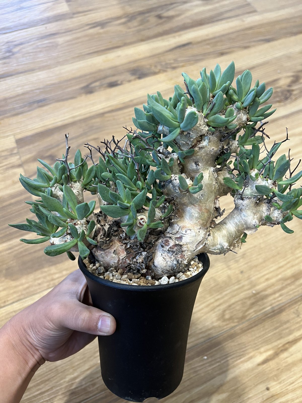 【塊根植物】 万物想 チレコドン レスキュラーツス 発根済み 現地球 塊根植物:チレコドン・レティキュラーツス/万物想(現地球、発根済み)