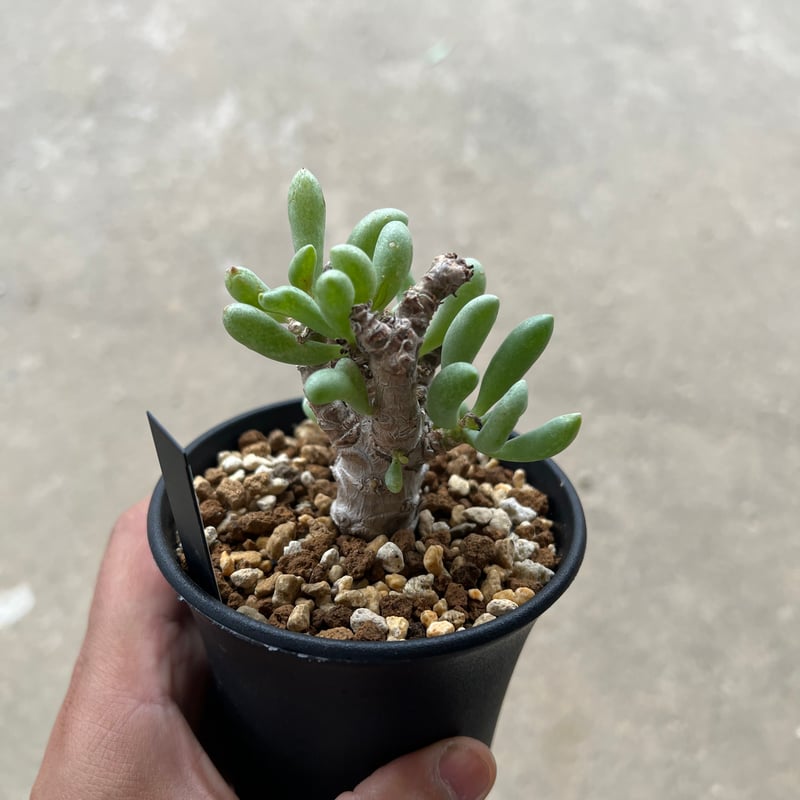 オトンナ　クラビフォリア　現地株　発根済 オトンナ クラビフォリア | STELLA.PLANTS