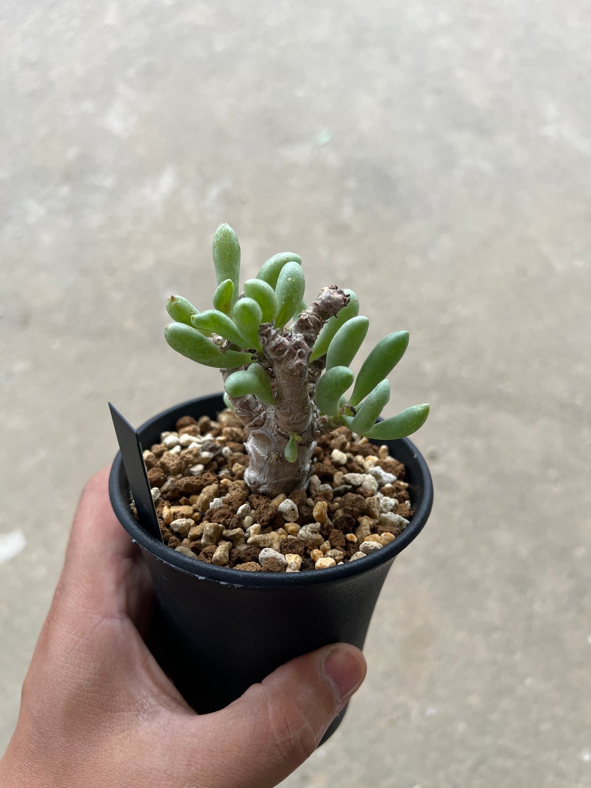 オトンナ クラビフォリア | STELLA.PLANTS オトンナ クラビフォリア | STELLA.PLANTS