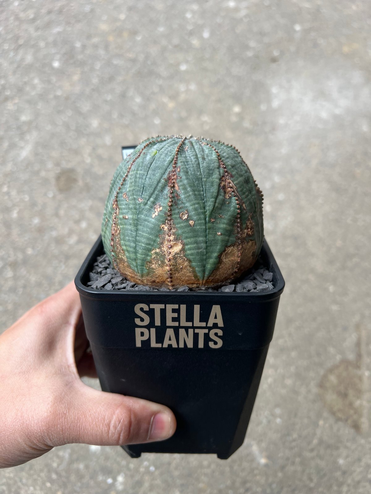 ユーフォルビア オベサ1 | STELLA.PLANTS