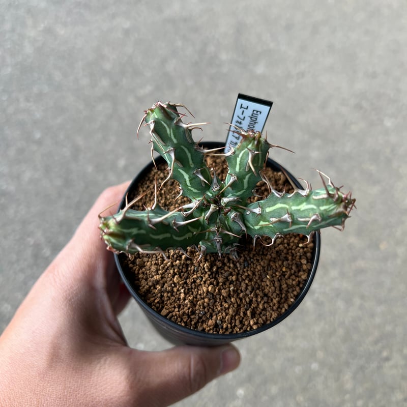 ユーフォルビア カリサナ1 | STELLA.PLANTS