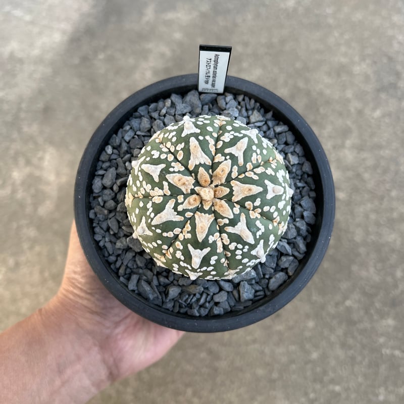 アストロフィツム スーパー兜 Vタイプ/アロータイプ | STELLA.PLANTS