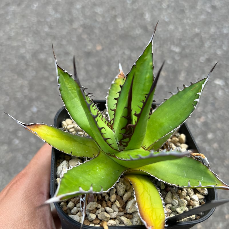 アガベ ホリダドワーフ カリフォルニア | STELLA.PLANTS アガベ ホリダドワーフ カリフォルニア | STELLA.PLANTS