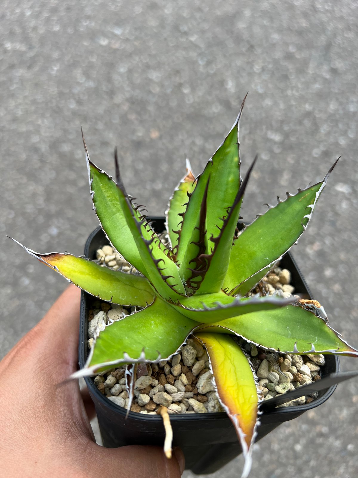 アガベ ホリダドワーフ カリフォルニア | STELLA.PLANTS