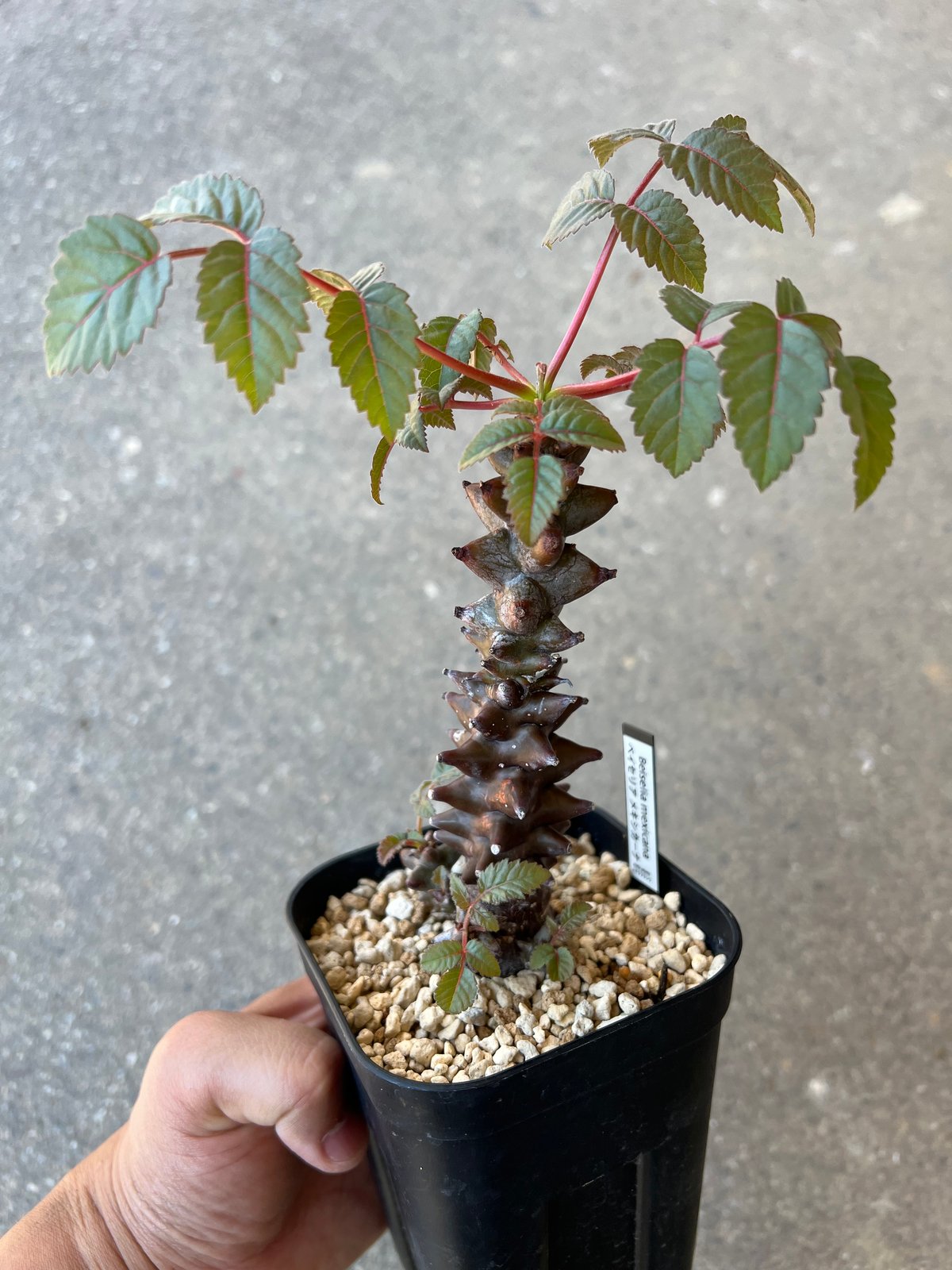 ベイセリア•メキシカーナ 2500624 ベイセリア メキシカーナ | STELLA.PLANTS