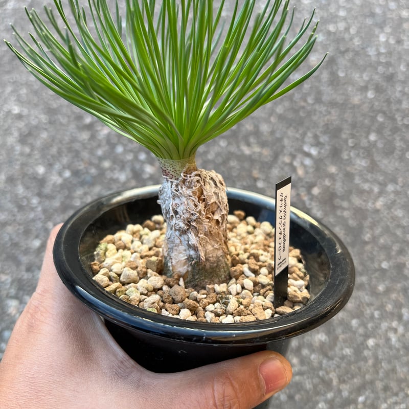 ミ*コ様 特選 希少多肉植物 ゲチリス・グランディフローラ 南アフリカ原産 大株 ミ*コ様 特選 希少多肉植物 ゲチリス・グランディフローラ