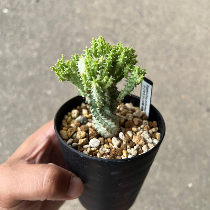 珍奇植物　ユーフォルビア・マミラリス綴化　ビザールプランツ 珍奇植物 ユーフォルビア・マミラリス綴化 ビザールプランツ