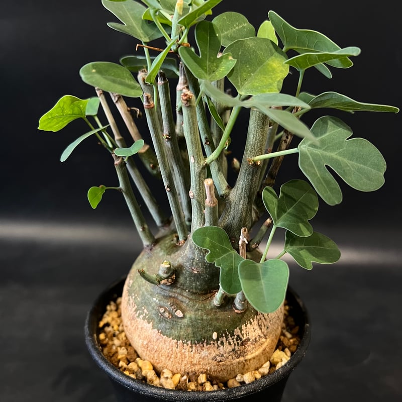 アデニア スピノーサ | STELLA.PLANTS